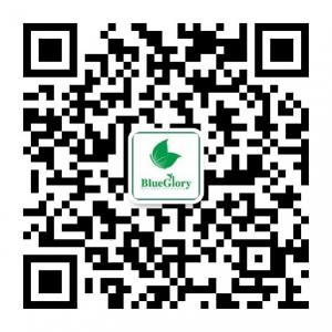 <b>BlueGlory蓝蝴蝶</b>微信公众号