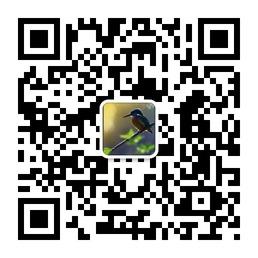 earlybirds微信公众号